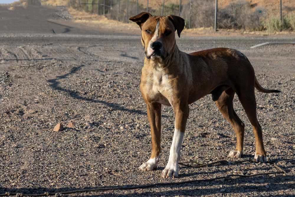 Banjo, an adoptable Boxer, Pit Bull Terrier in Page, AZ, 86040 | Photo Image 4
