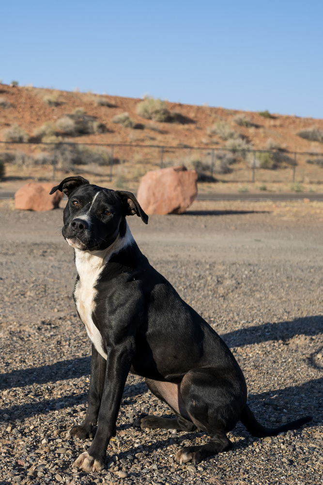 Marg, an adoptable Pit Bull Terrier in Page, AZ, 86040 | Photo Image 2