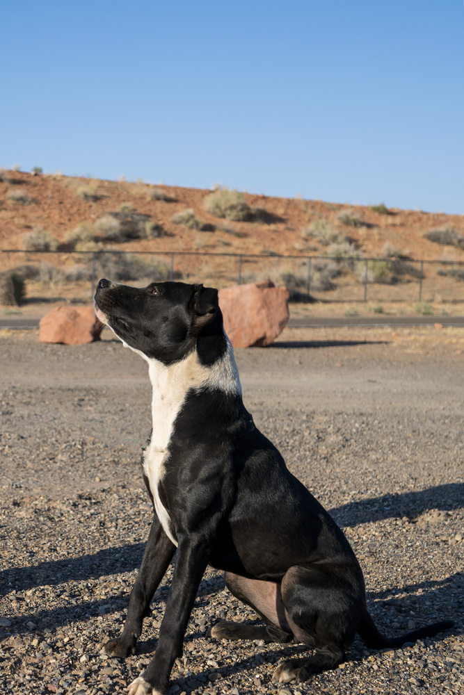 Marg, an adoptable Pit Bull Terrier in Page, AZ, 86040 | Photo Image 3