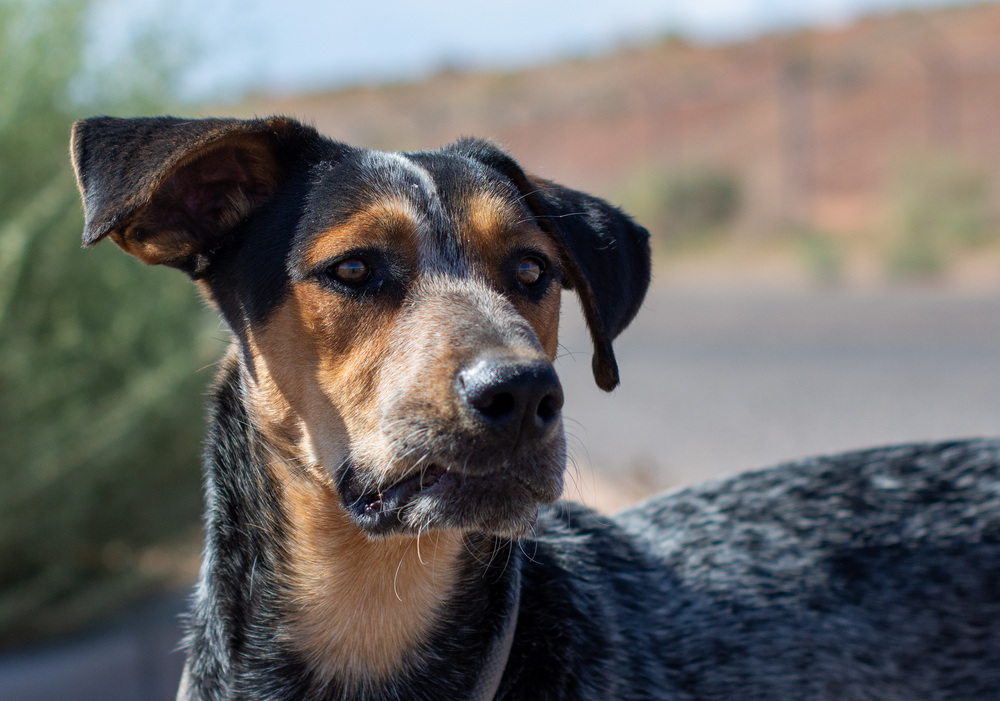 Thunder, an adoptable Hound in Page, AZ, 86040 | Photo Image 1