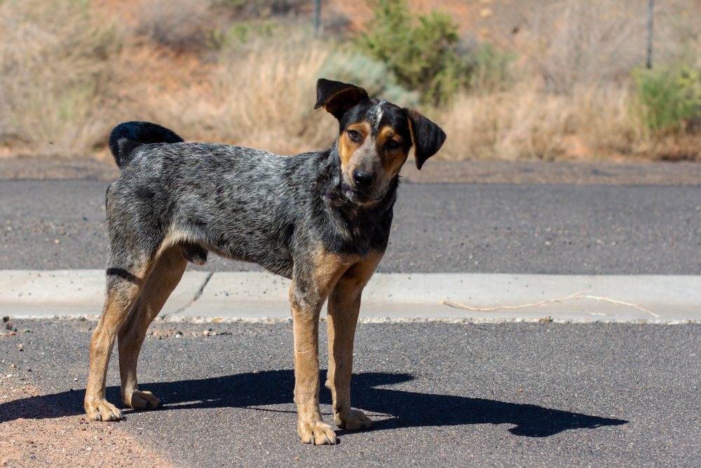 Thunder, an adoptable Hound in Page, AZ, 86040 | Photo Image 3