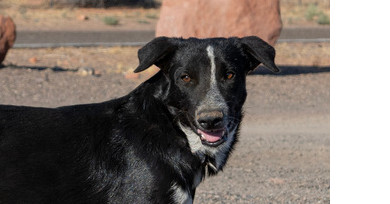 Grady, an adoptable Labrador Retriever, Border Collie in Page, AZ, 86040 | Photo Image 1