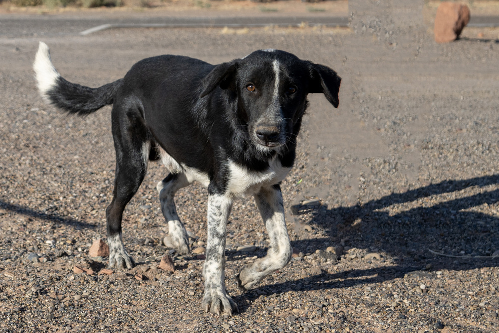 Grady, an adoptable Labrador Retriever, Border Collie in Page, AZ, 86040 | Photo Image 2