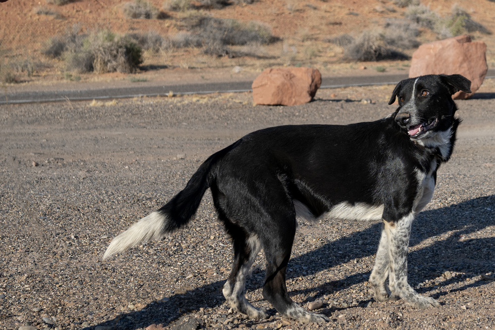 Grady, an adoptable Labrador Retriever, Border Collie in Page, AZ, 86040 | Photo Image 3