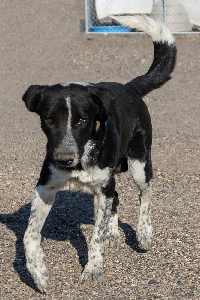 Grady, an adoptable Labrador Retriever, Border Collie in Page, AZ, 86040 | Photo Image 4