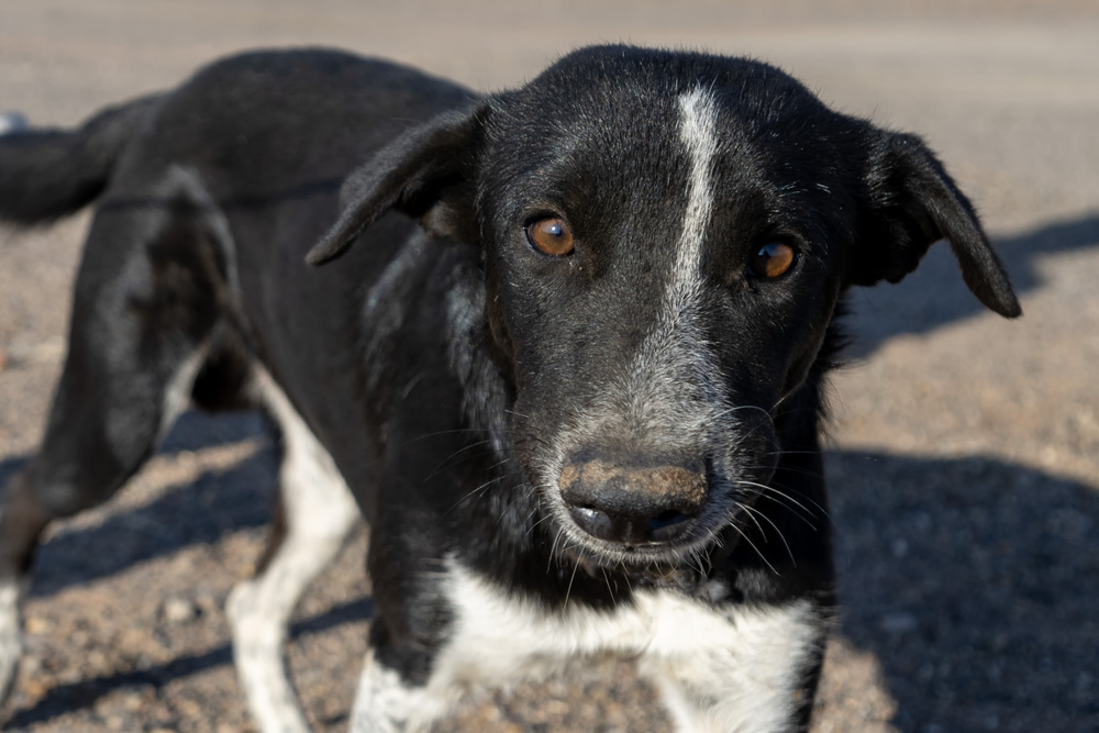 Grady, an adoptable Labrador Retriever, Border Collie in Page, AZ, 86040 | Photo Image 5