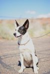 Gretta photo 2