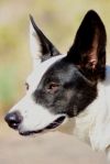 Gretta photo 3