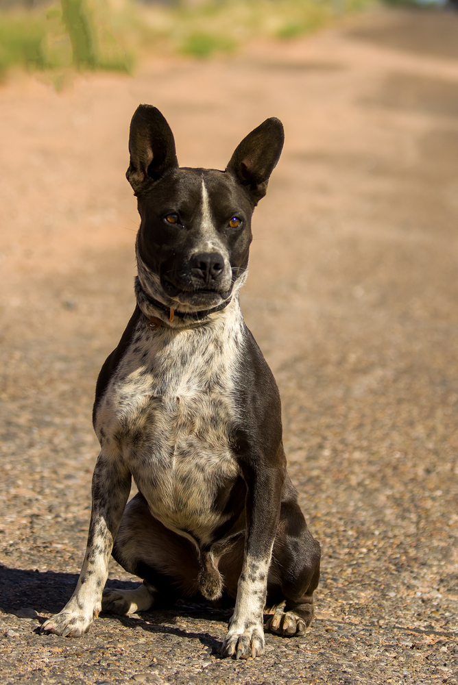 Roni, an adoptable Cattle Dog in Page, AZ, 86040 | Photo Image 1
