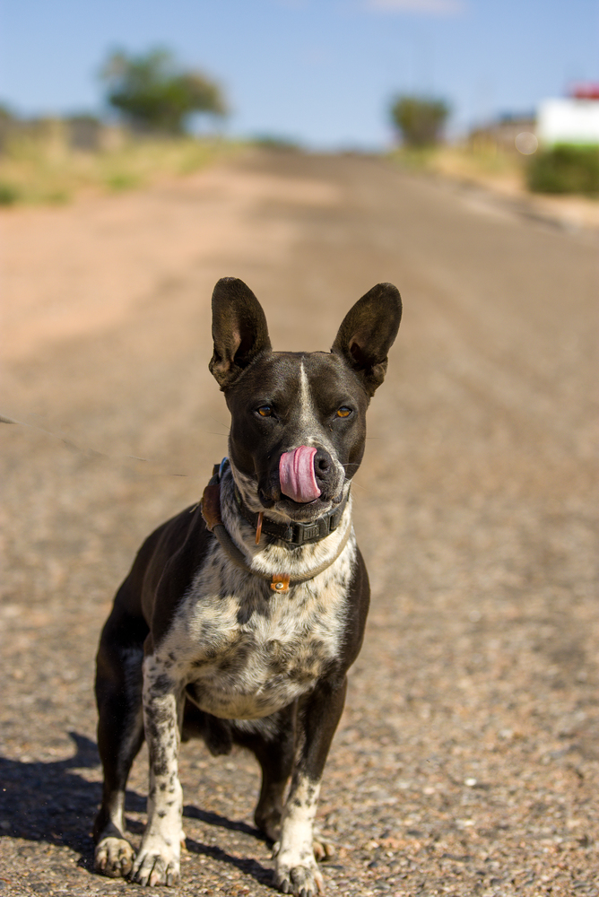 Roni, an adoptable Cattle Dog in Page, AZ, 86040 | Photo Image 2