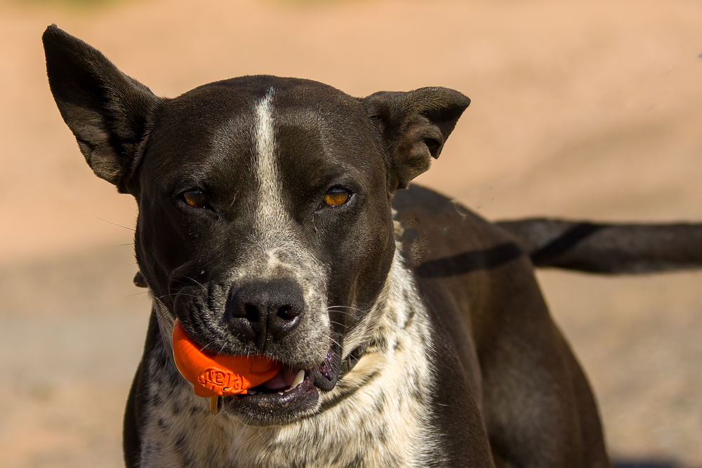 Roni, an adoptable Cattle Dog in Page, AZ, 86040 | Photo Image 3