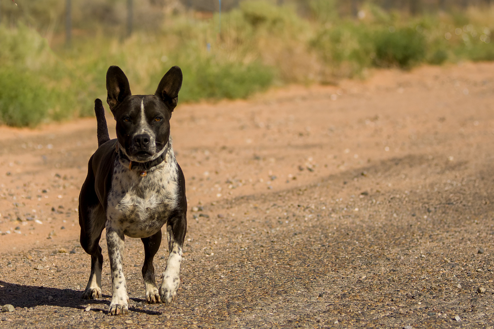 Roni, an adoptable Cattle Dog in Page, AZ, 86040 | Photo Image 4