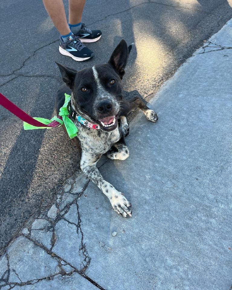 Roni, an adoptable Cattle Dog in Page, AZ, 86040 | Photo Image 5
