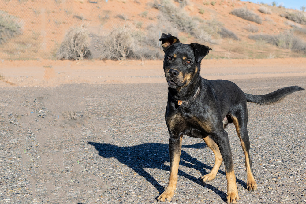 Poe, an adoptable Rottweiler, Cattle Dog in Page, AZ, 86040 | Photo Image 1