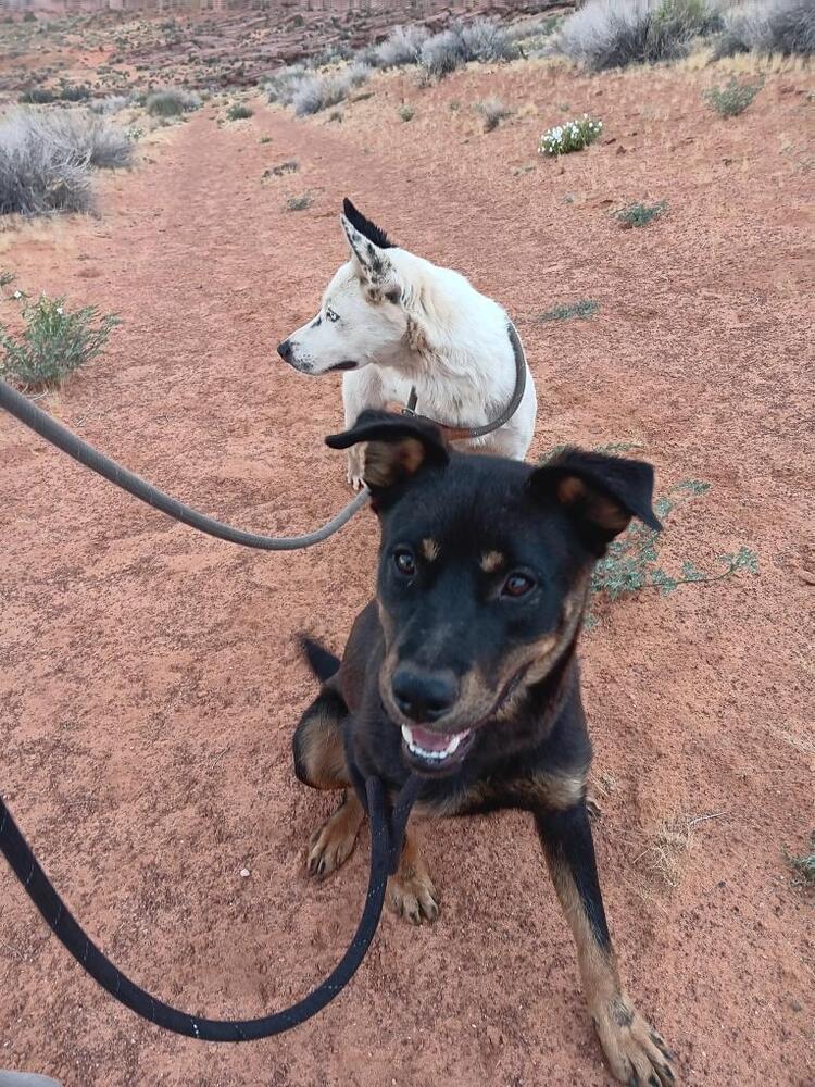 Poe, an adoptable Rottweiler, Cattle Dog in Page, AZ, 86040 | Photo Image 2