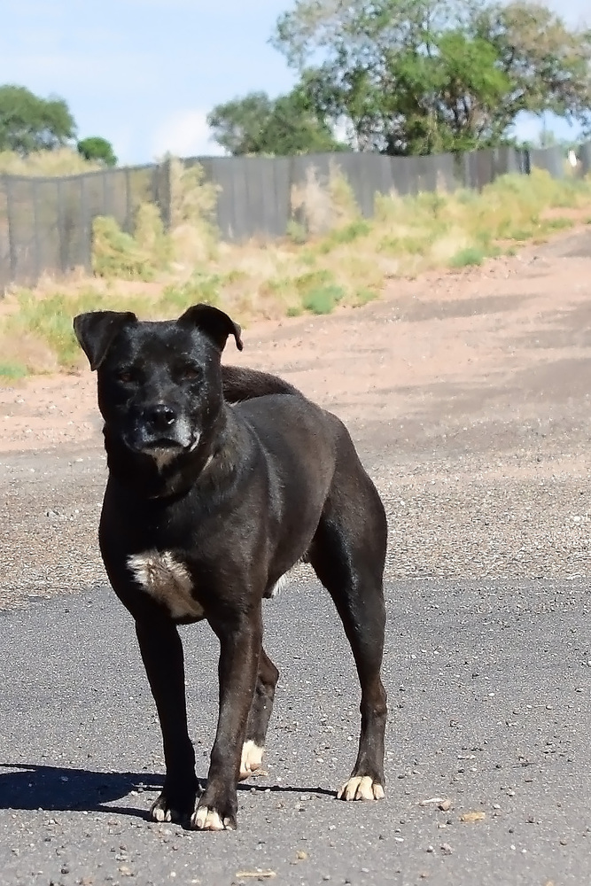 Buster, an adoptable Staffordshire Bull Terrier in Page, AZ, 86040 | Photo Image 4