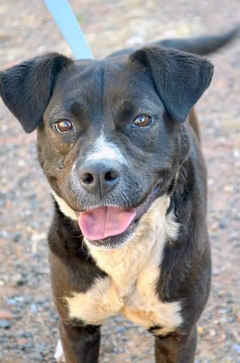 Chargerita, an adoptable Labrador Retriever, American Staffordshire Terrier in Page, AZ, 86040 | Photo Image 1