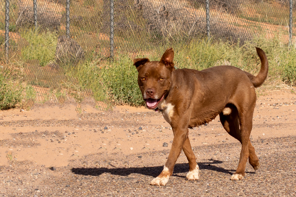 Silas, an adoptable Pit Bull Terrier in Page, AZ, 86040 | Photo Image 1