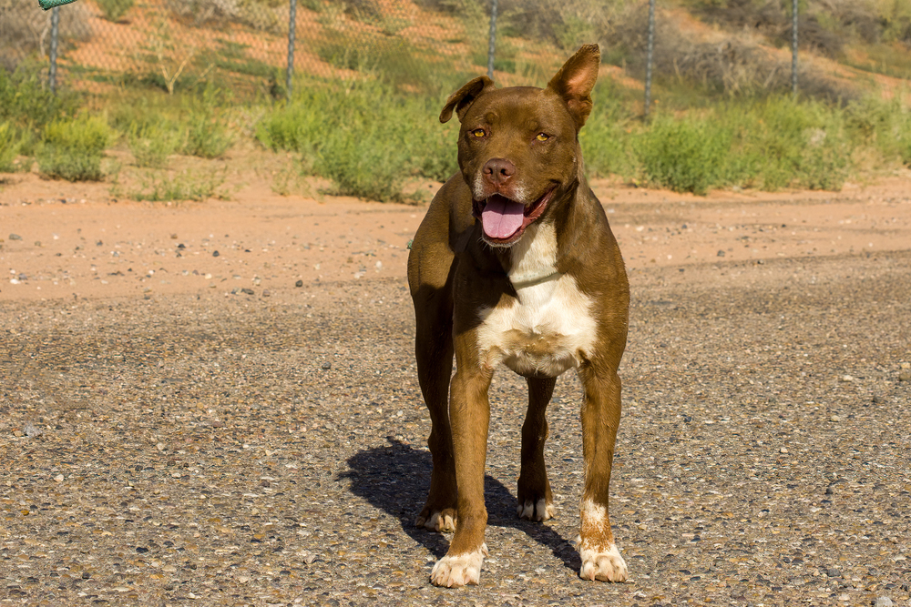 Silas, an adoptable Pit Bull Terrier in Page, AZ, 86040 | Photo Image 2