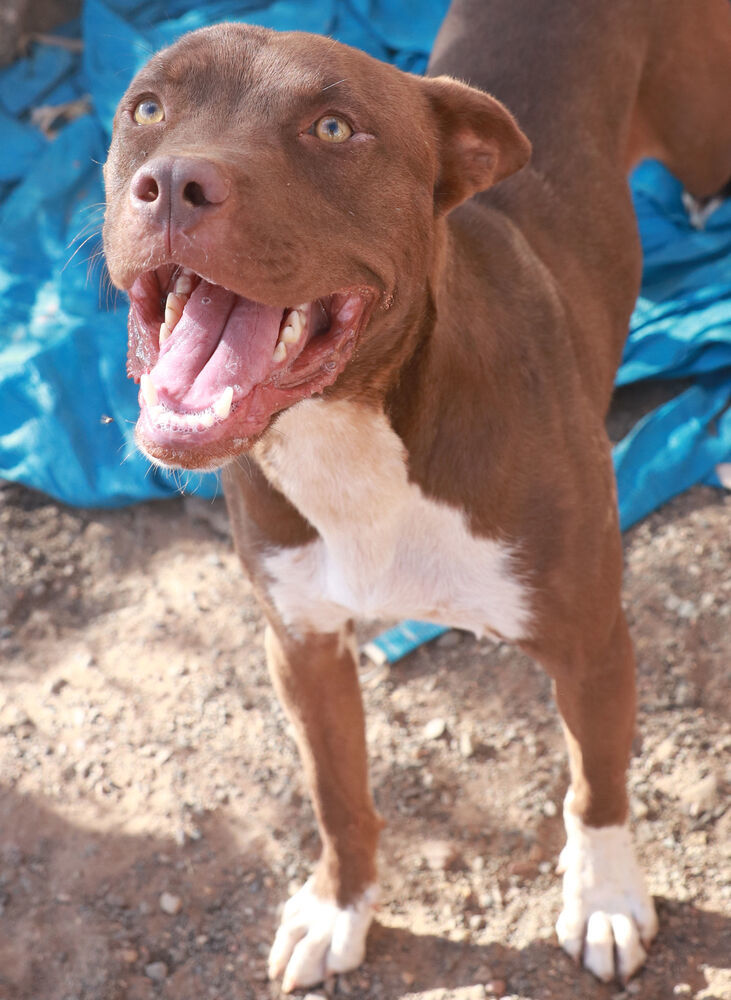 Silas, an adoptable Pit Bull Terrier in Page, AZ, 86040 | Photo Image 3