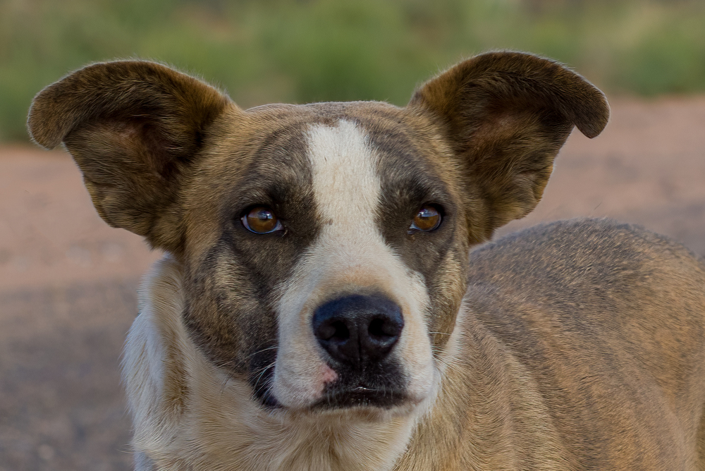 Marshall, an adoptable Pit Bull Terrier in Page, AZ, 86040 | Photo Image 1