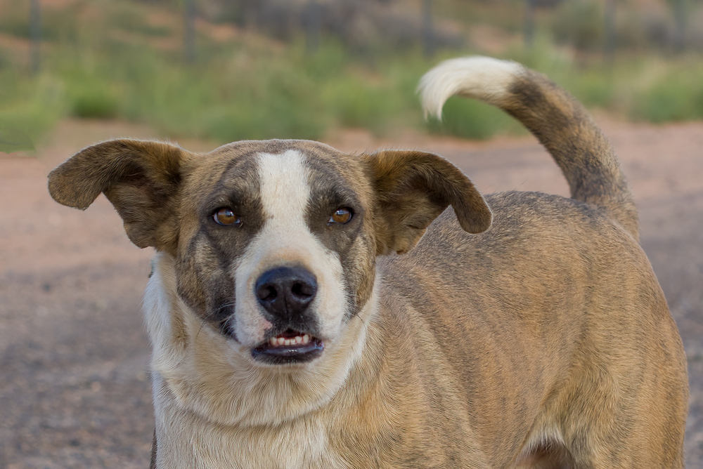 Marshall, an adoptable Pit Bull Terrier in Page, AZ, 86040 | Photo Image 2