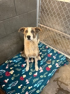Marshall, an adoptable Pit Bull Terrier in Page, AZ, 86040 | Photo Image 3