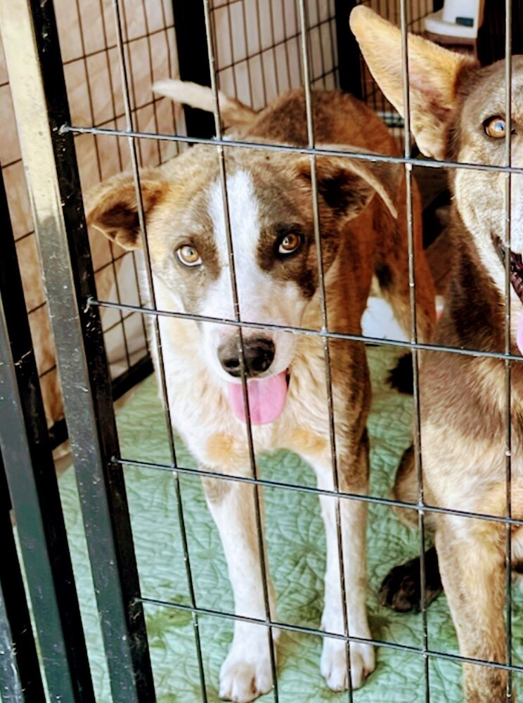 Marshall, an adoptable Pit Bull Terrier in Page, AZ, 86040 | Photo Image 4