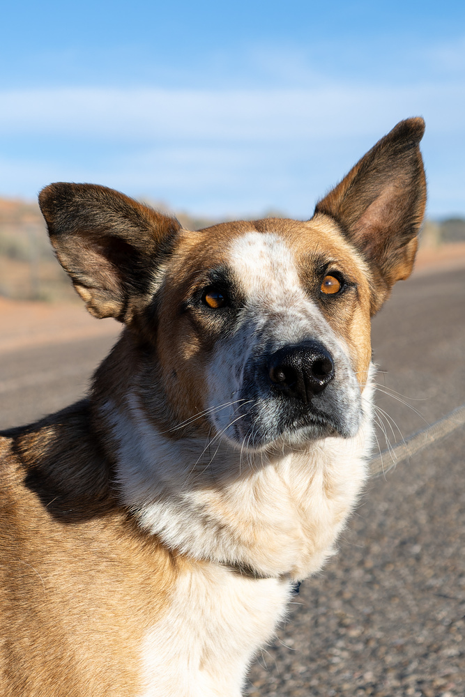 Izzy, an adoptable Cattle Dog, Mixed Breed in Page, AZ, 86040 | Photo Image 2