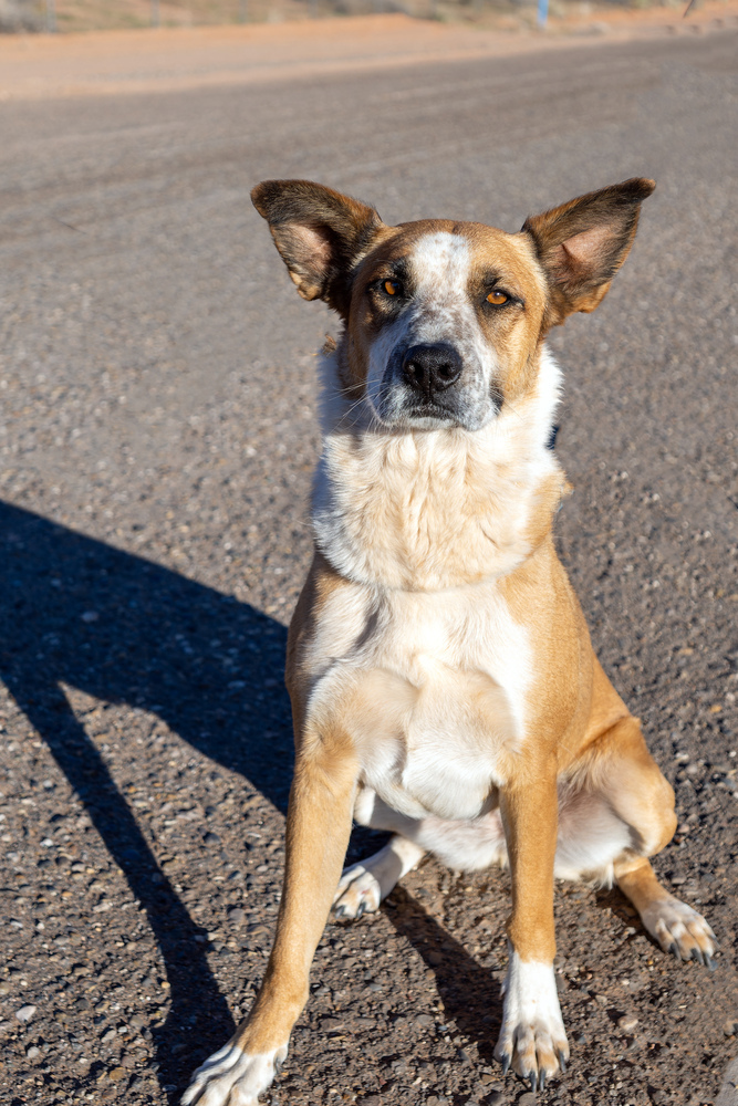 Izzy, an adoptable Cattle Dog, Mixed Breed in Page, AZ, 86040 | Photo Image 3