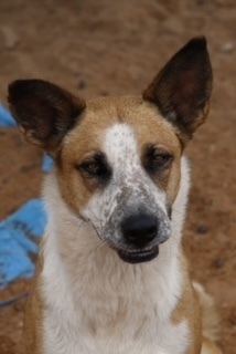 Izzy, an adoptable Cattle Dog, Mixed Breed in Page, AZ, 86040 | Photo Image 4