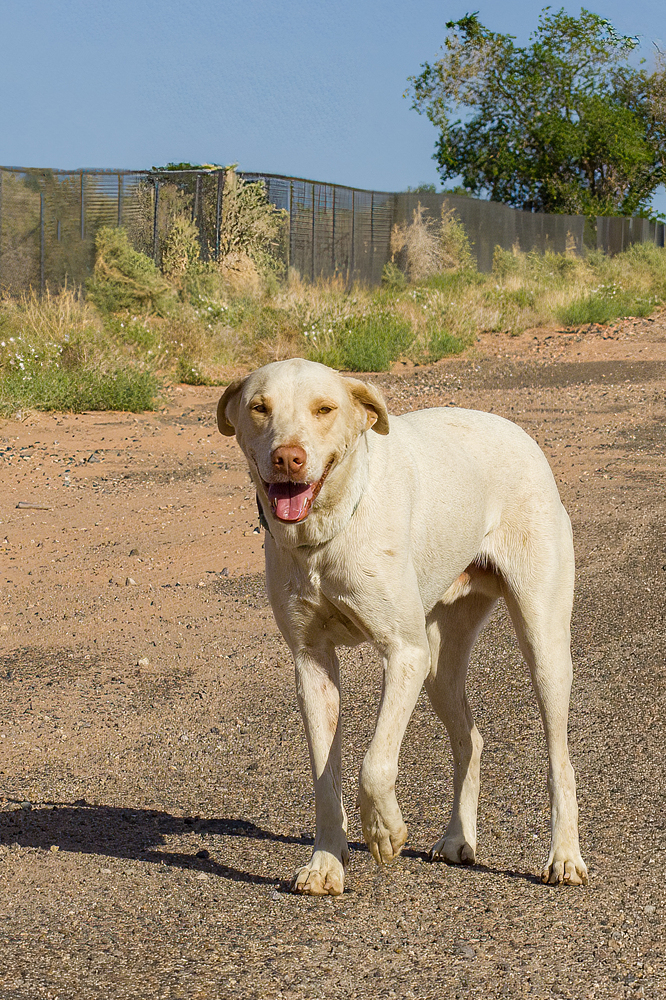 Splendo, an adoptable Labrador Retriever in Page, AZ, 86040 | Photo Image 1