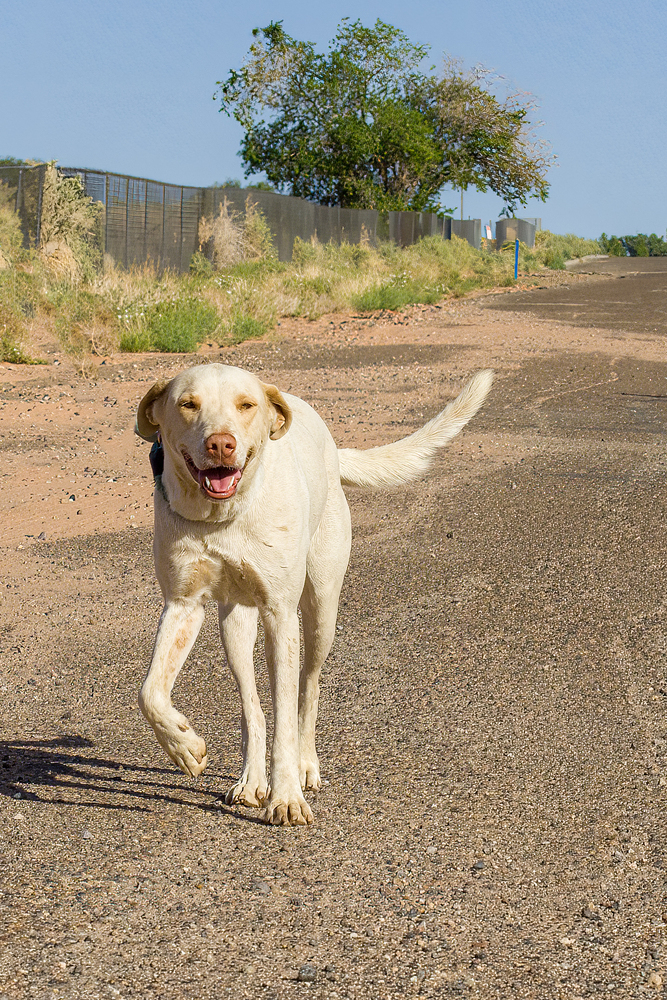 Splendo, an adoptable Labrador Retriever in Page, AZ, 86040 | Photo Image 2