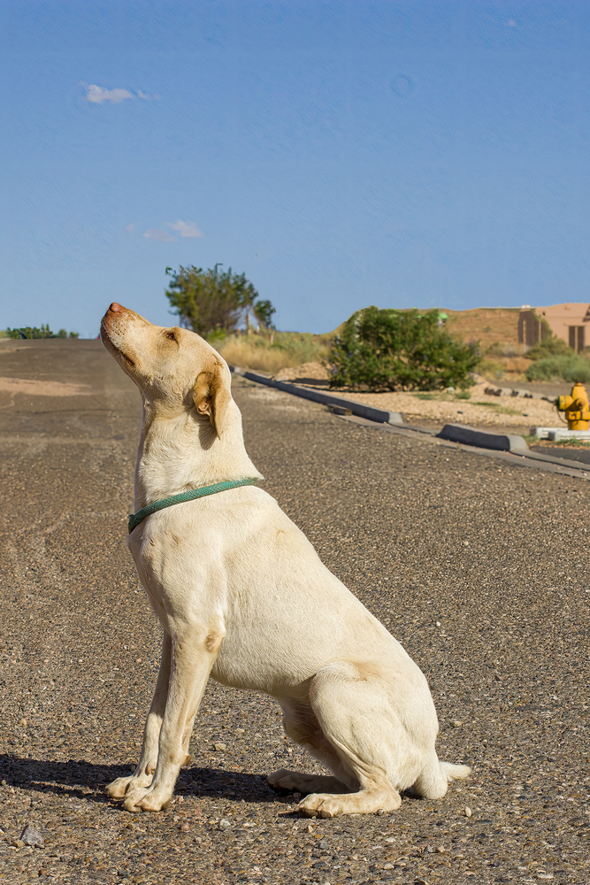 Splendo, an adoptable Labrador Retriever in Page, AZ, 86040 | Photo Image 3