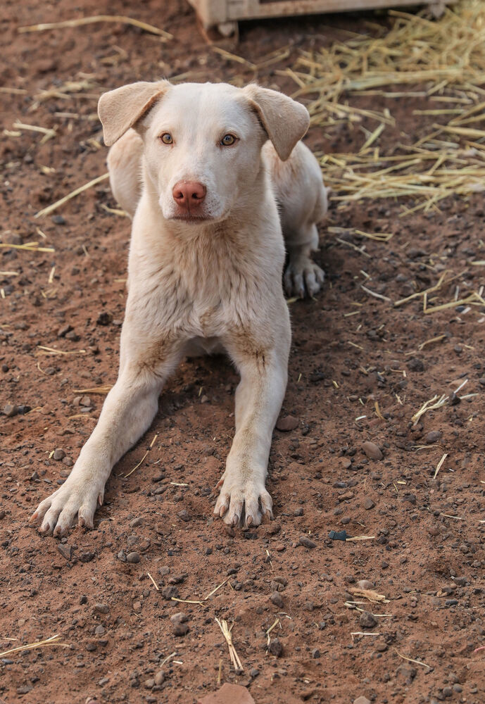 Splendo, an adoptable Labrador Retriever in Page, AZ, 86040 | Photo Image 4