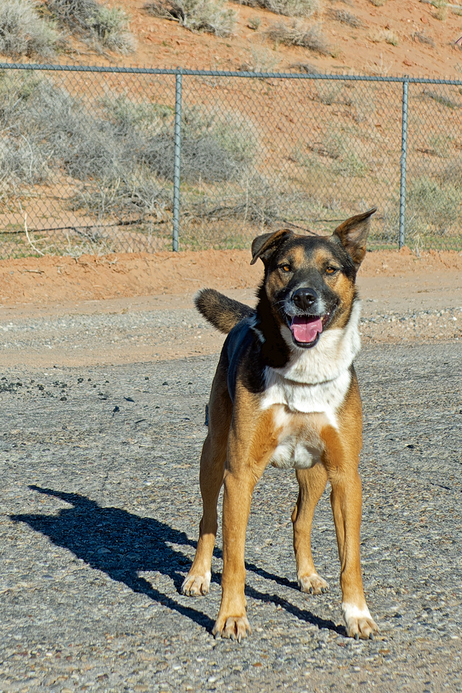 Bear, an adoptable Mixed Breed in Page, AZ, 86040 | Photo Image 1