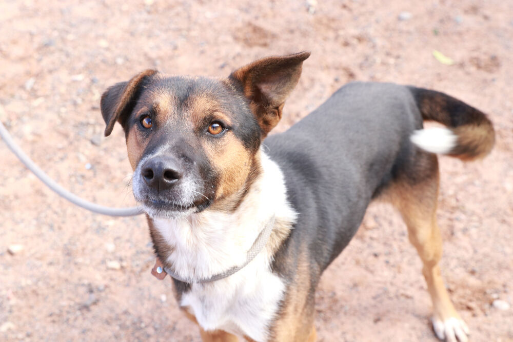 Bear, an adoptable Mixed Breed in Page, AZ, 86040 | Photo Image 2