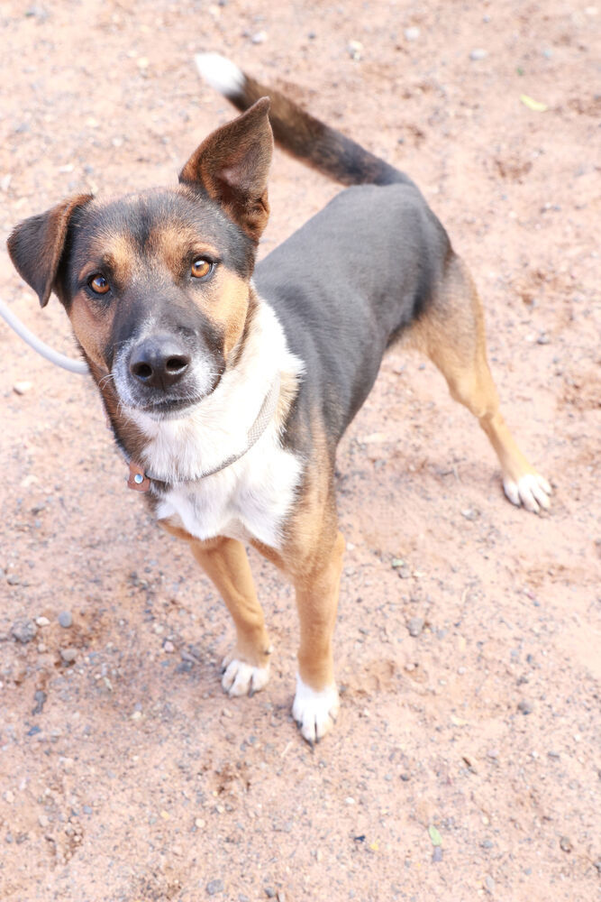 Bear, an adoptable Mixed Breed in Page, AZ, 86040 | Photo Image 3