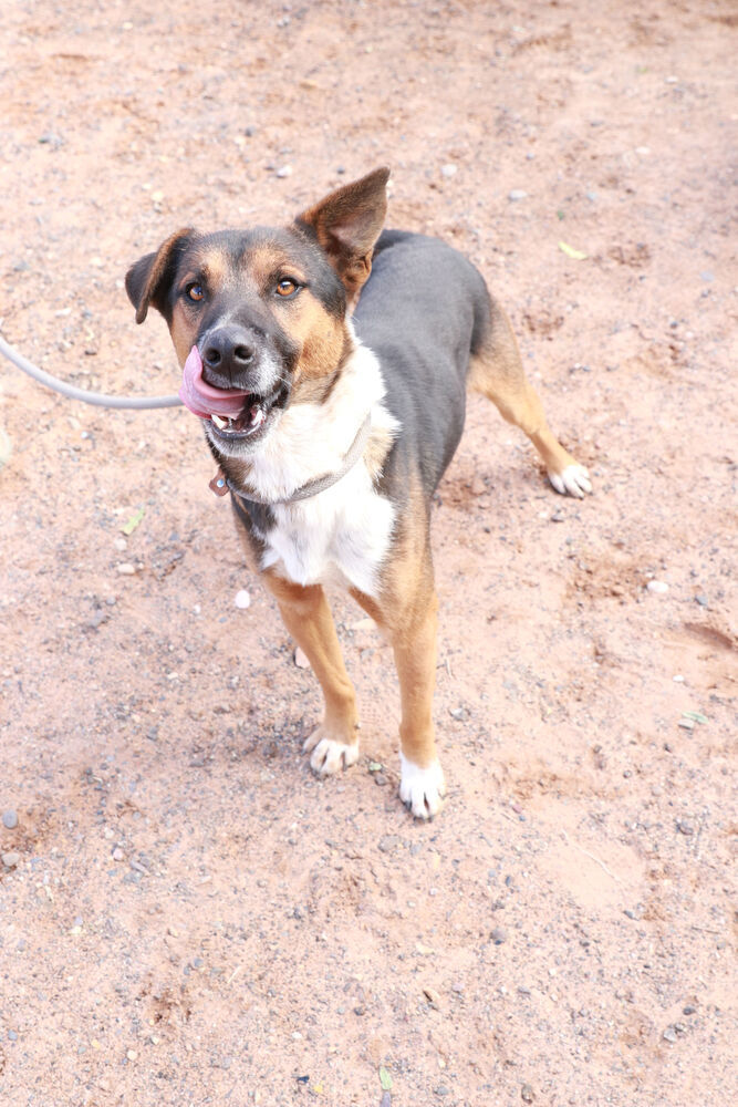 Bear, an adoptable Mixed Breed in Page, AZ, 86040 | Photo Image 4