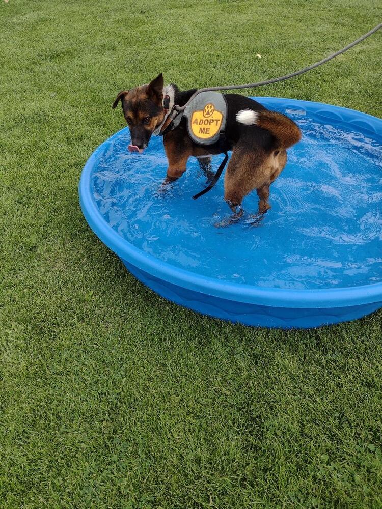 Bear, an adoptable Mixed Breed in Page, AZ, 86040 | Photo Image 5