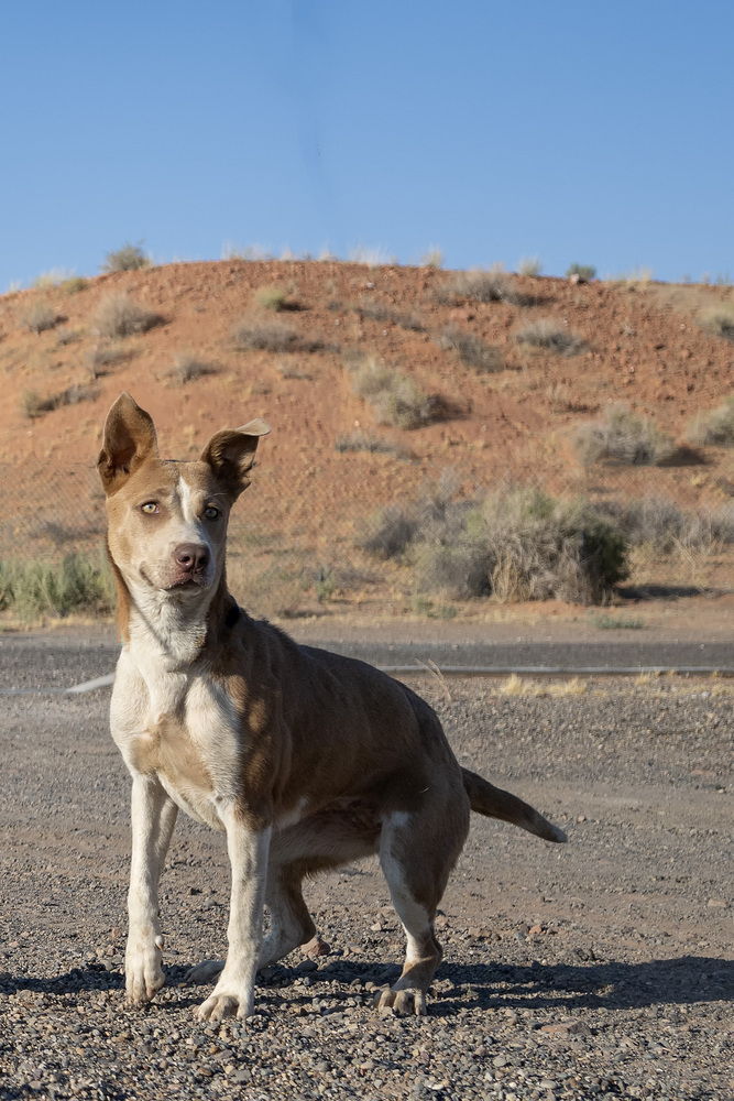 Jenna, an adoptable Pit Bull Terrier in Page, AZ, 86040 | Photo Image 1