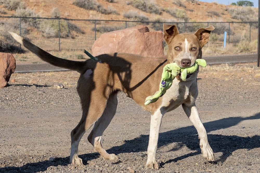 Jenna, an adoptable Pit Bull Terrier in Page, AZ, 86040 | Photo Image 2