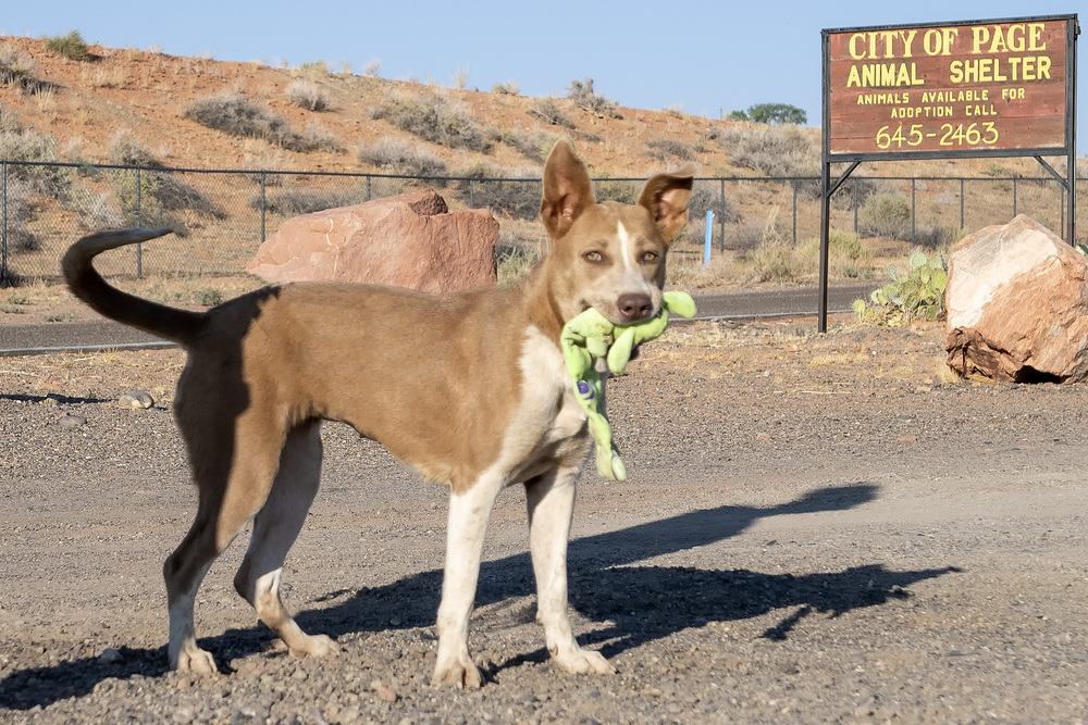 Jenna, an adoptable Pit Bull Terrier in Page, AZ, 86040 | Photo Image 3