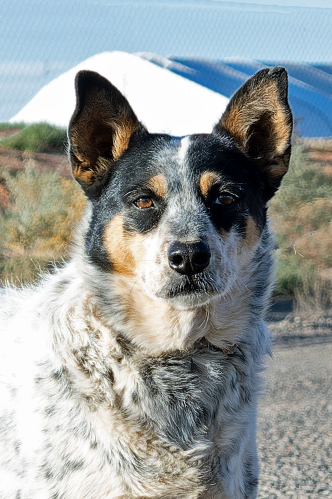 Harlow, an adoptable Cattle Dog in Page, AZ, 86040 | Photo Image 1