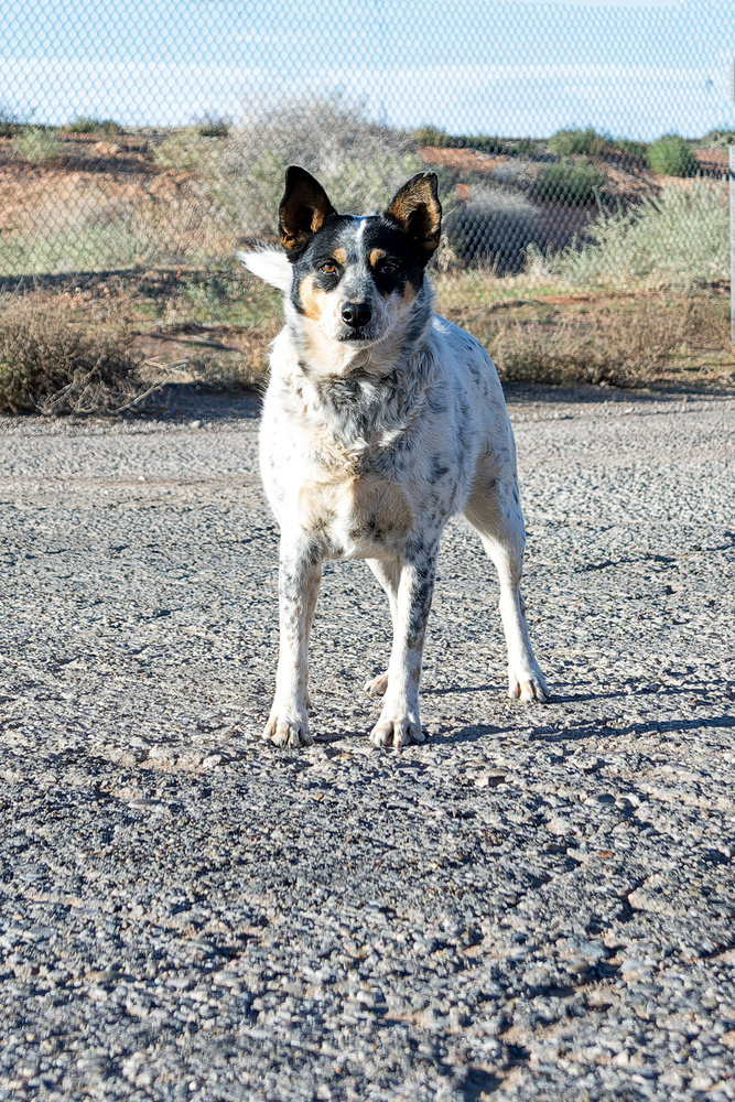 Harlow, an adoptable Cattle Dog in Page, AZ, 86040 | Photo Image 2