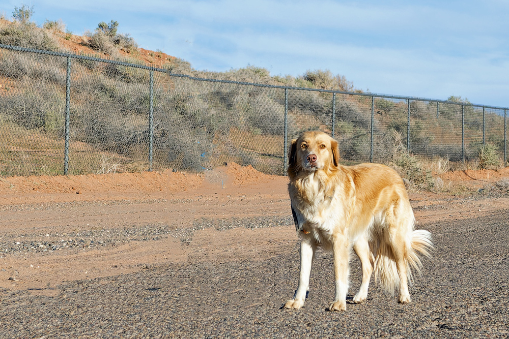 Sandy, an adoptable Labrador Retriever, Mixed Breed in Page, AZ, 86040 | Photo Image 1
