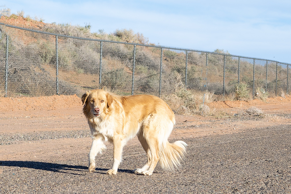 Sandy, an adoptable Labrador Retriever, Mixed Breed in Page, AZ, 86040 | Photo Image 2