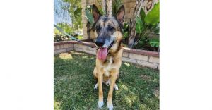 Cuervo, Senior Male German Shepherd Dog