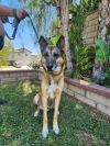 Cuervo photo 5