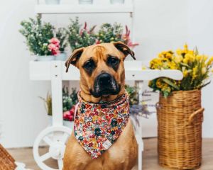 Mia, Young Female Mastiff